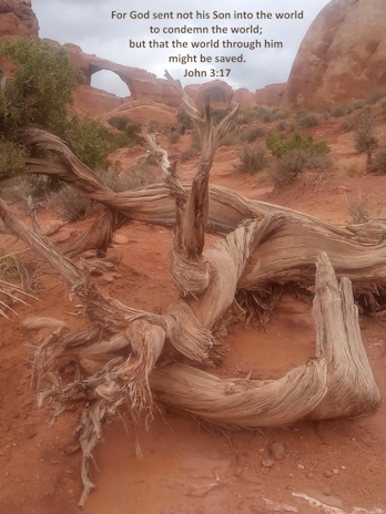 A picture of a dead tree or a live tree preference